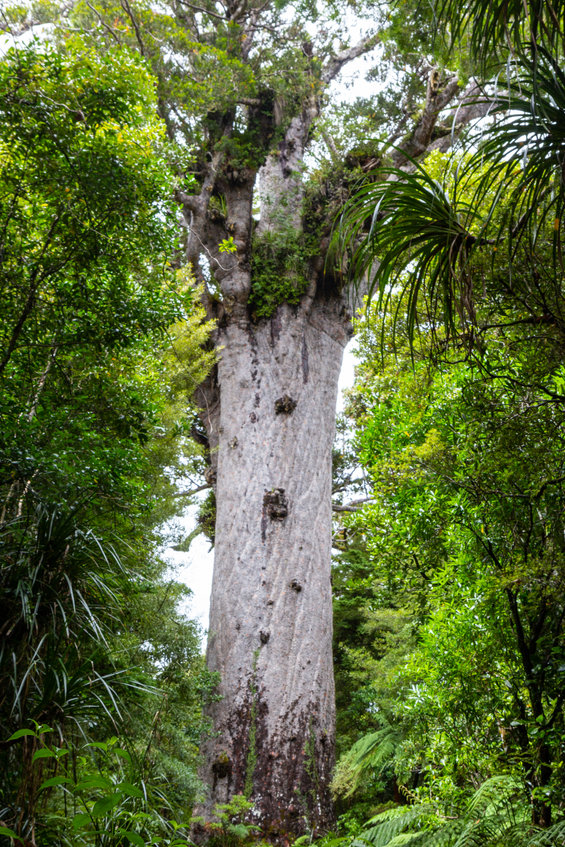 clinical supervision services